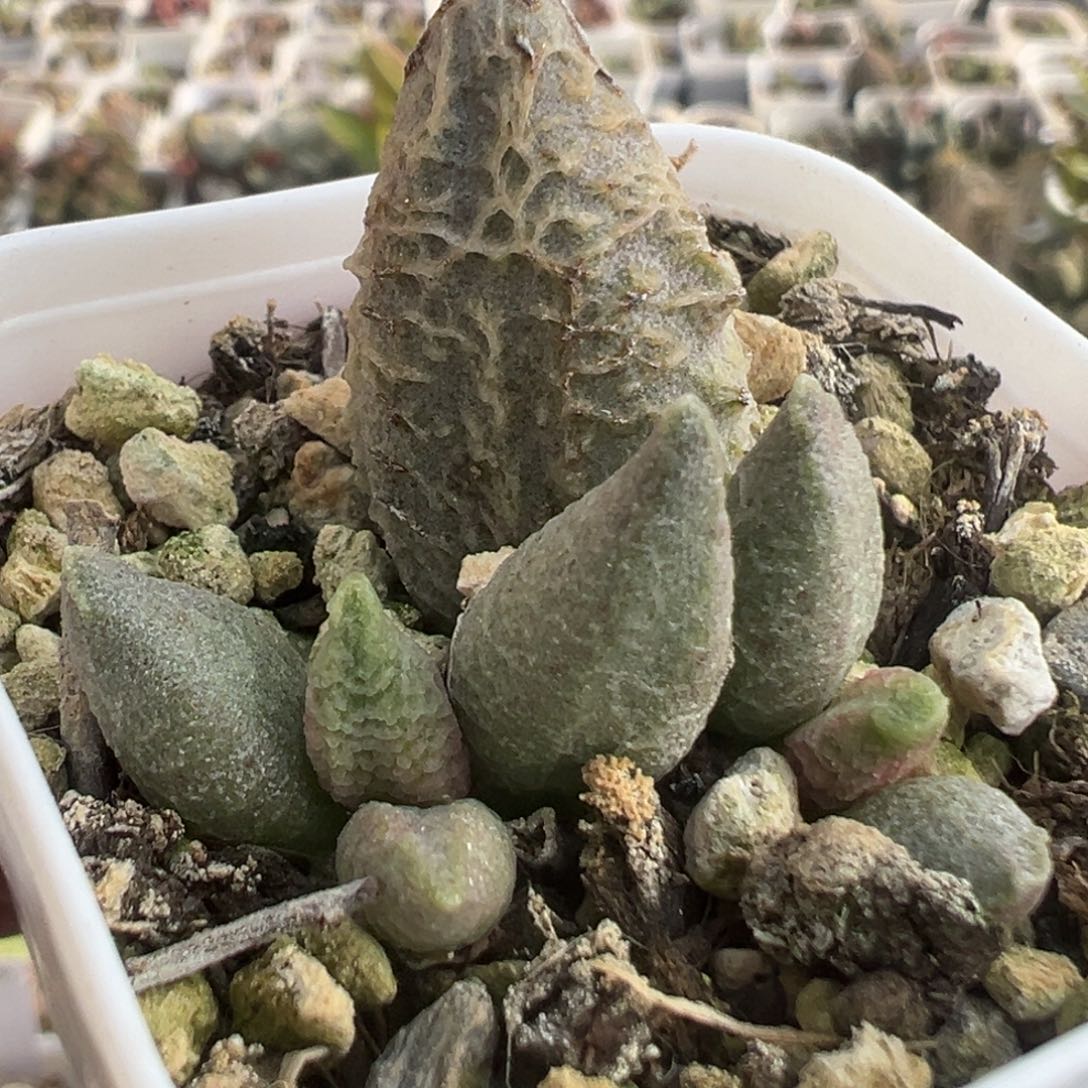 234融冰大苗多头多肉植物