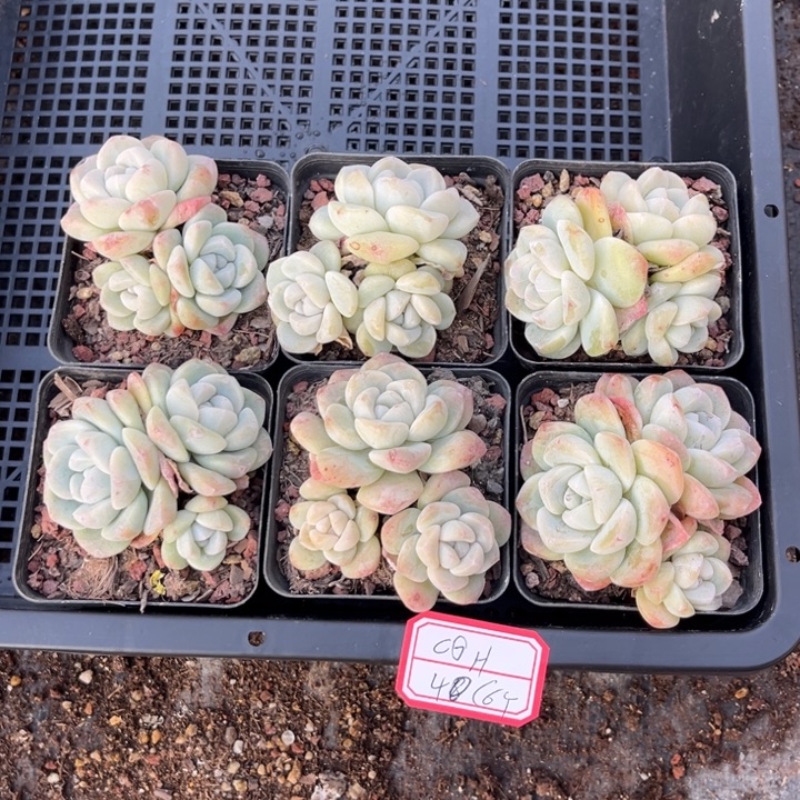 C***H冰玉多肉七方盆6个3头