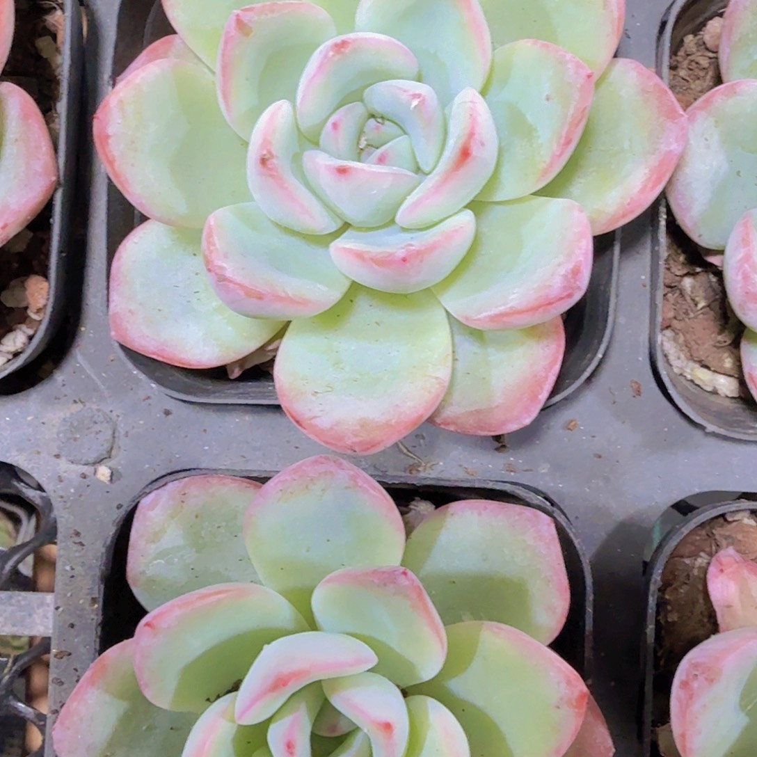 精品泡芙多肉植物