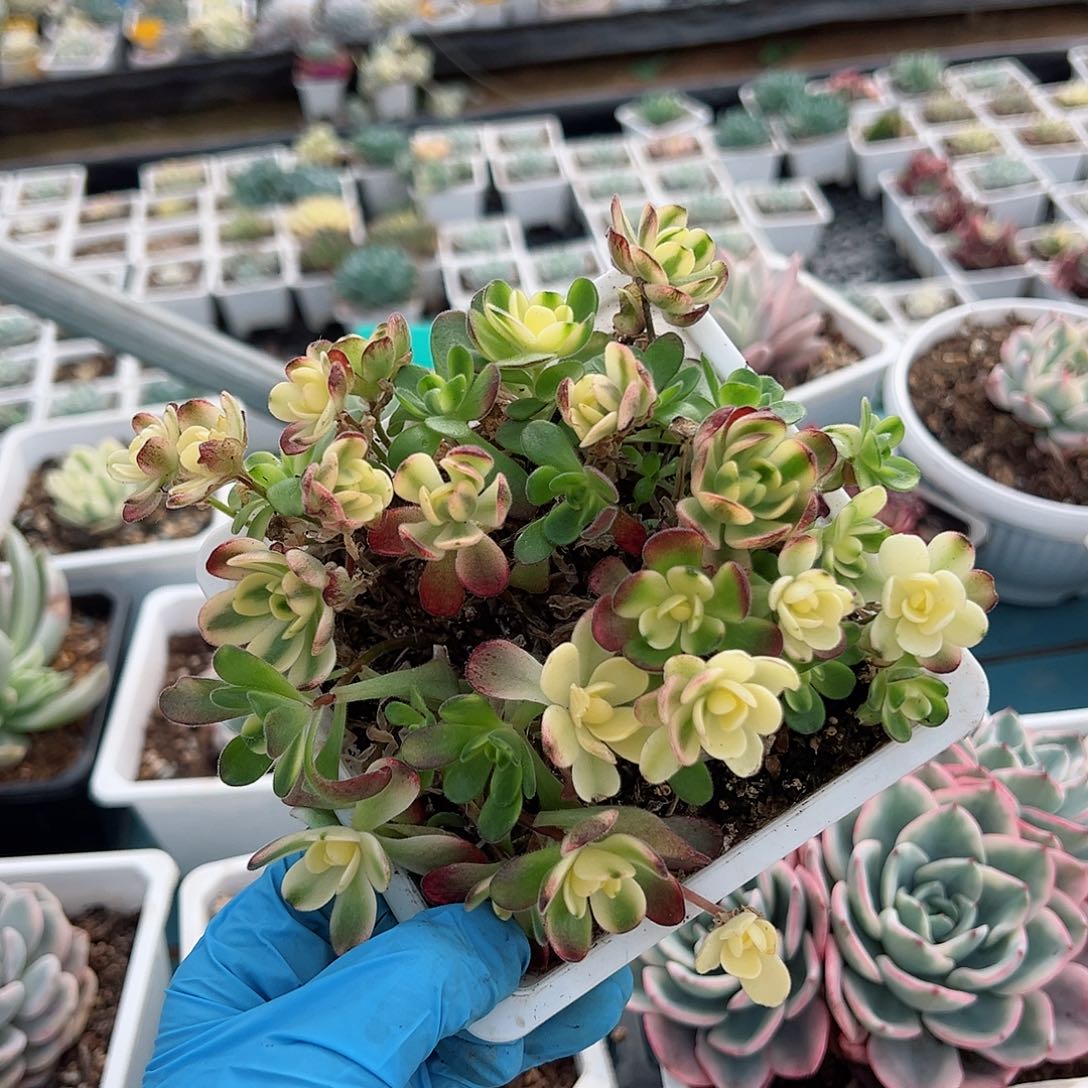 橄榄球玫瑰锦，群生