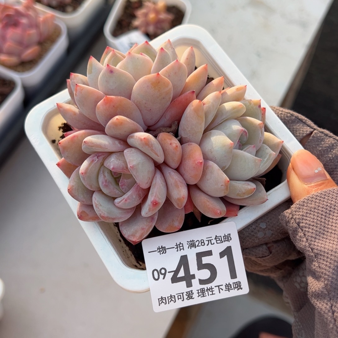 橙梦露多肉多肉多肉多肉