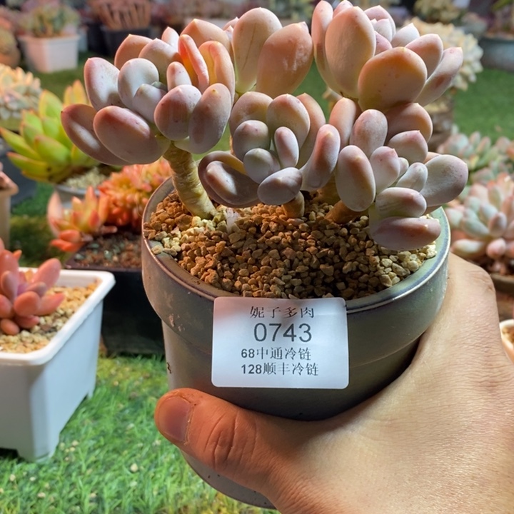 0743啊啊啊啊啊啊啊啊啊啊啊