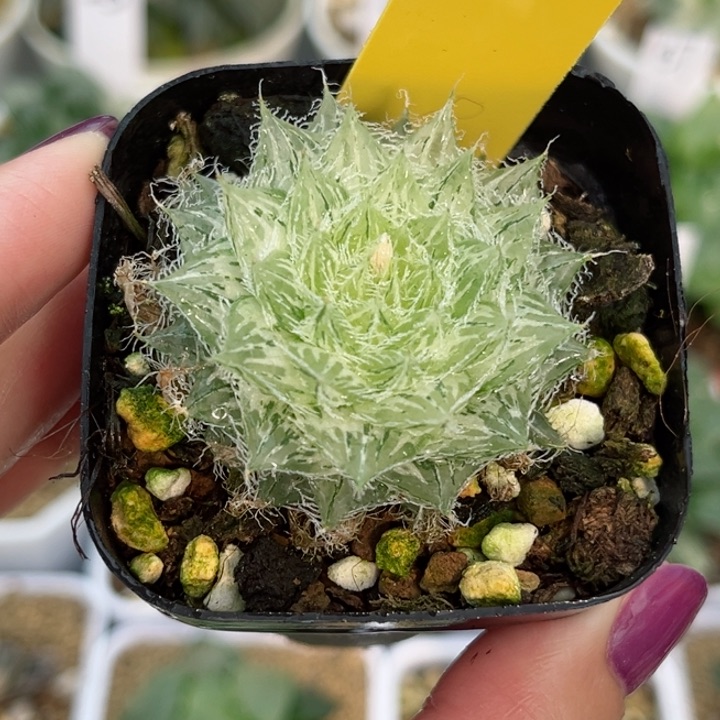 382塞米维亚锦哈哈哈哈哈哈