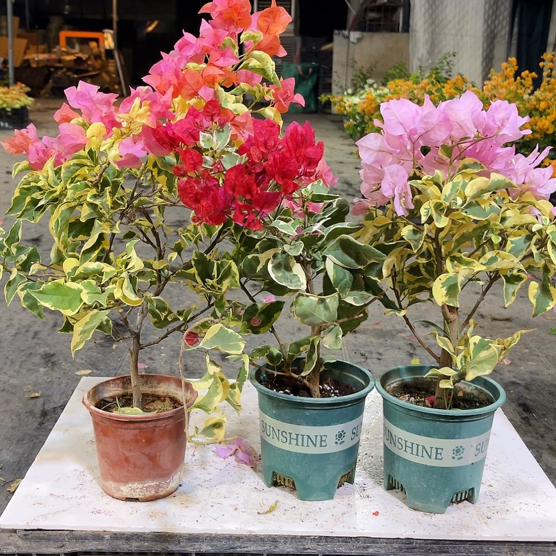 大部分花苞少量开放橙冰，孟加拉红，中国丽人组合