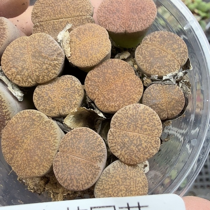 这个点睡一回是为了183