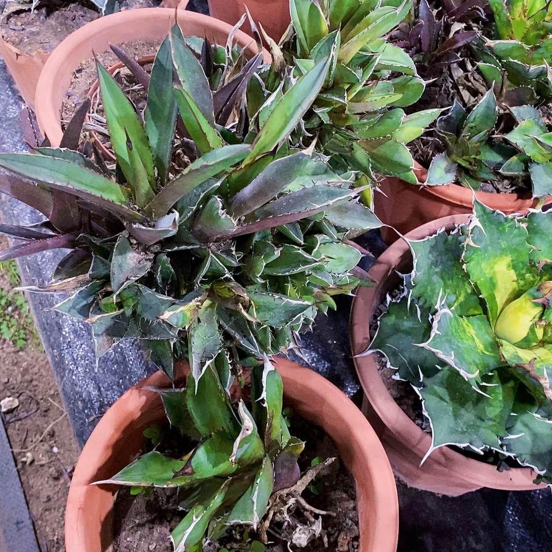 小岛白刺侧芽一颗