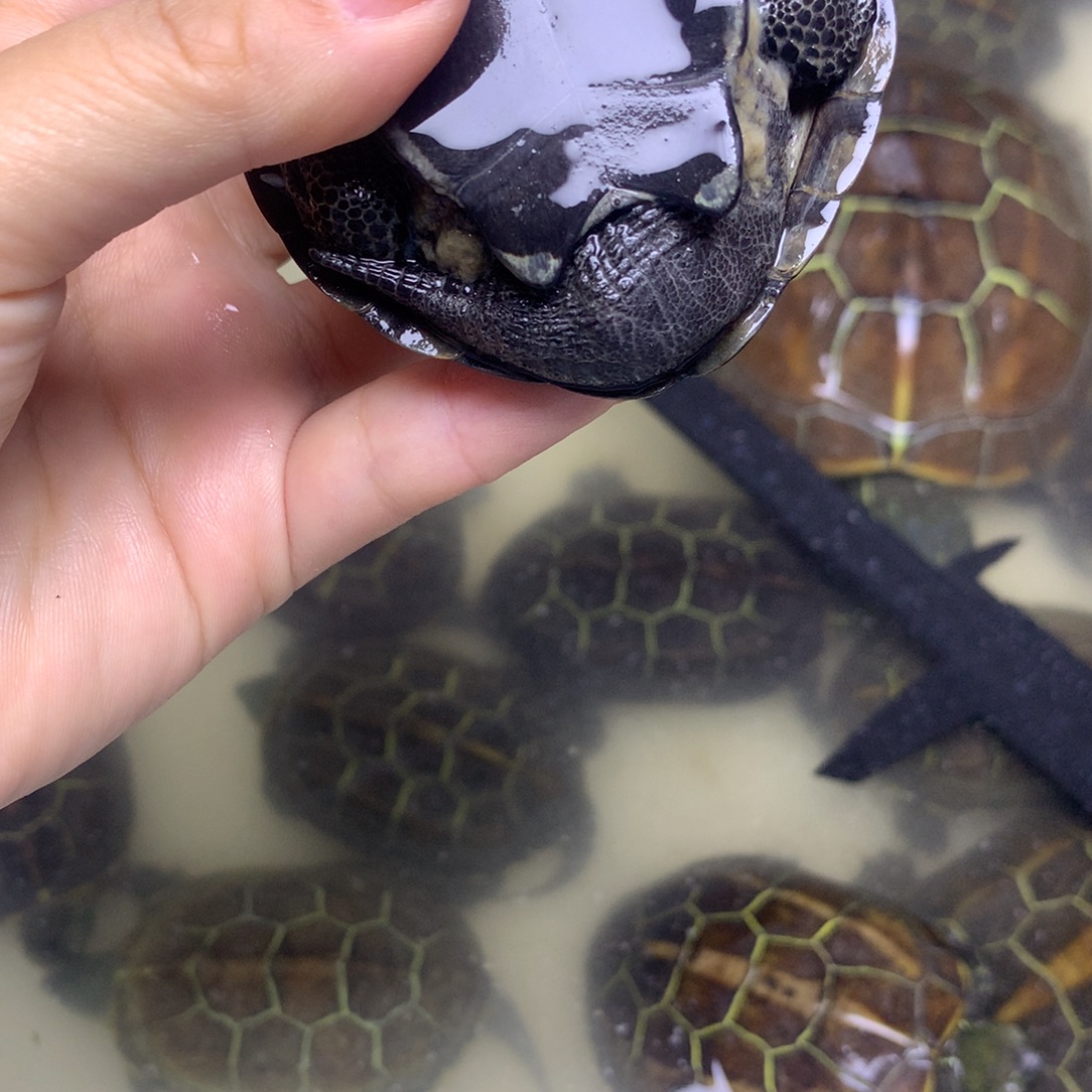 绿毛龟母中华草龟不分公母