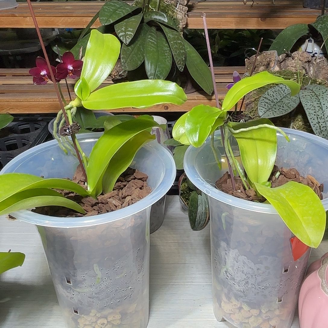 刘***哥当前无花栽培后可以开花2颗红交蓝