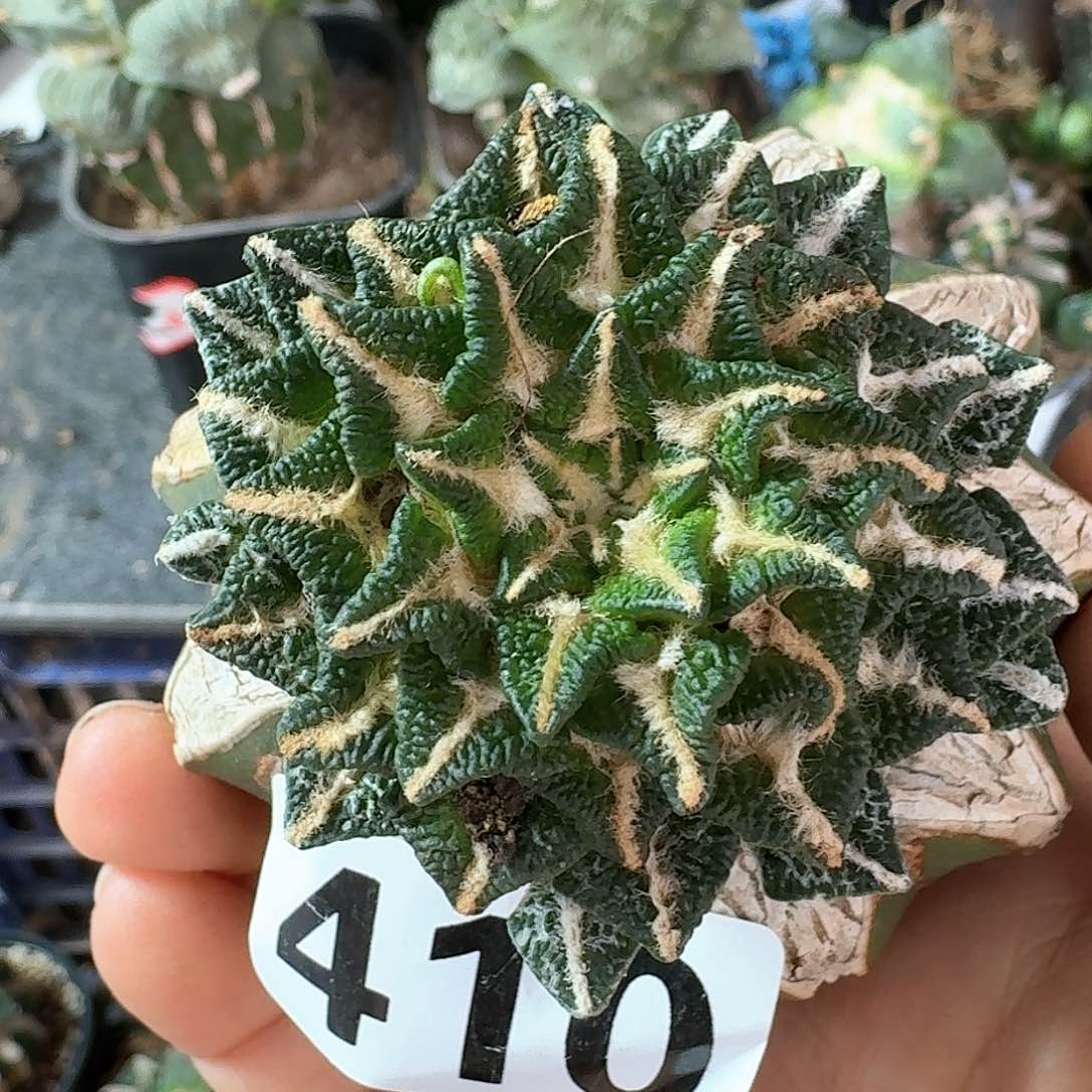 【闪购商品】无花朵孤***。颗粒黑410