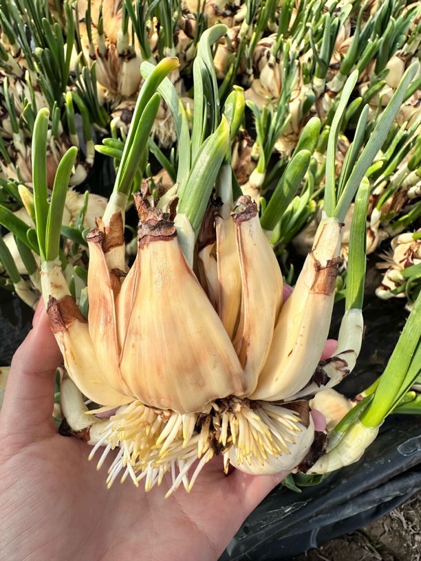 漳州水仙花种球盆栽冬季八字切种球产地直发重瓣特级懒人水培浓香