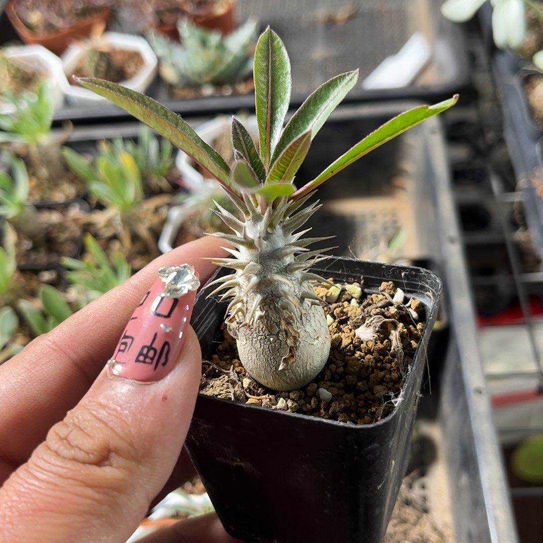 惠比大黑单头发货单头