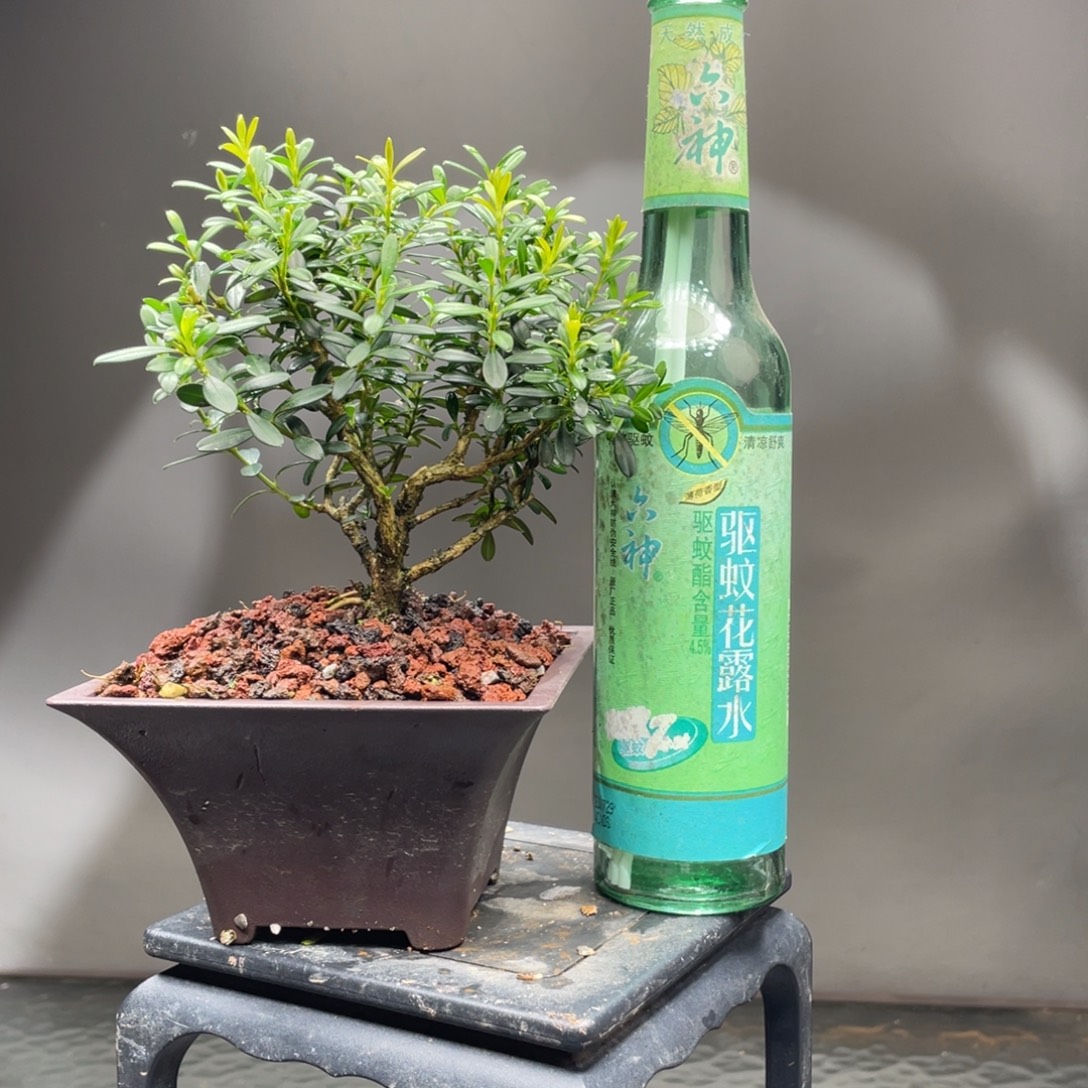 当前无花栽培后可以开花