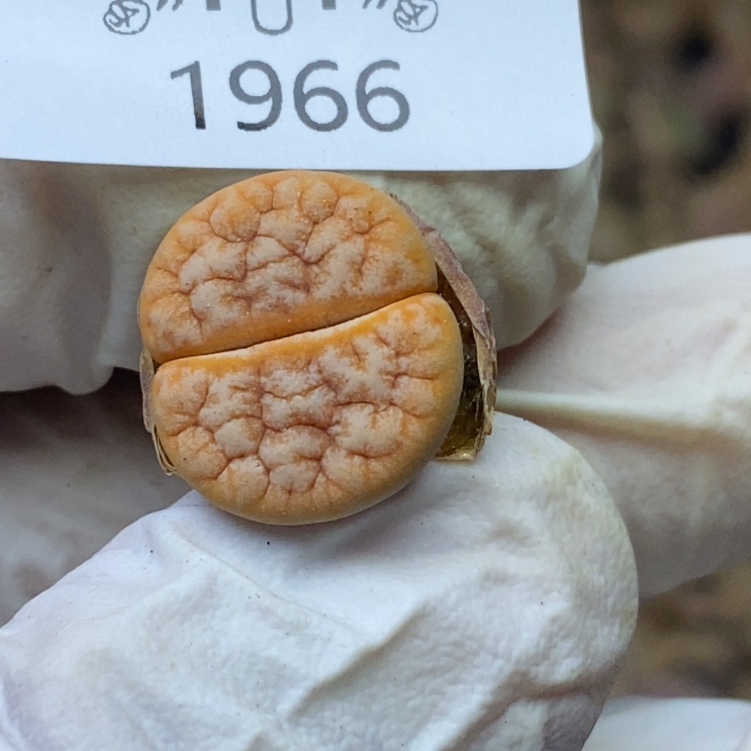 1966。零下拍保温.18包邮.当天凑哦