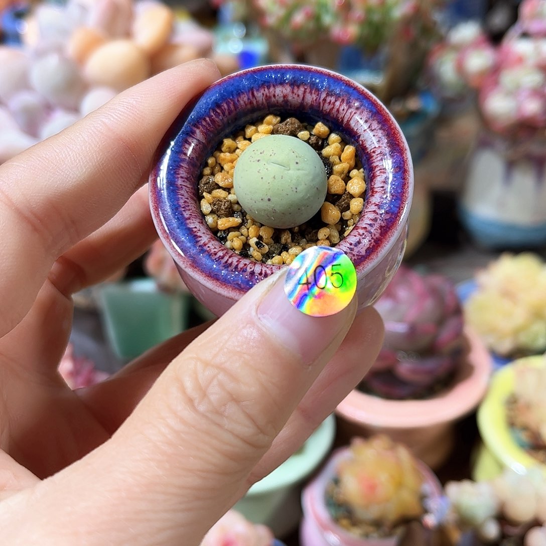 405 多肉含盆土30元包邮除偏远