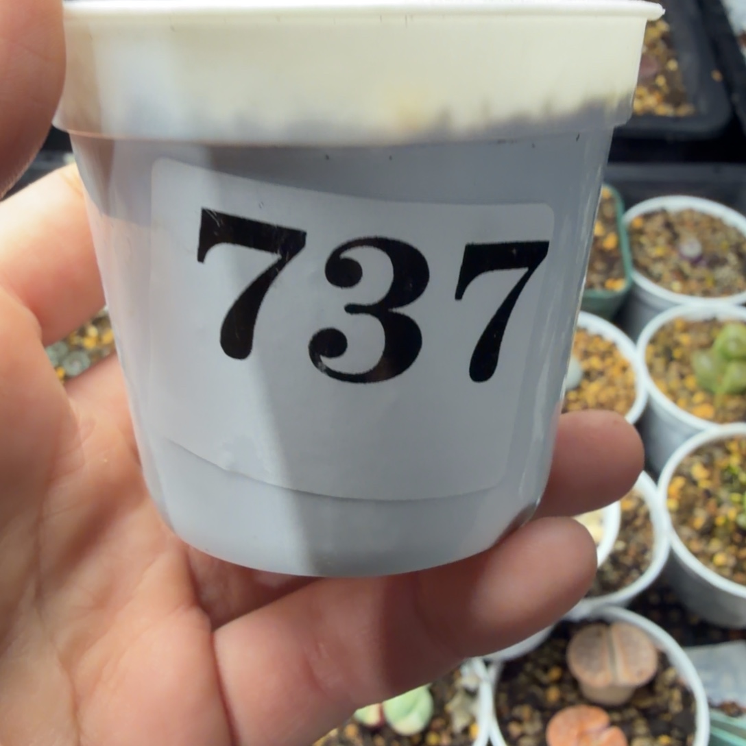 东****一颗拉登精品母本737号