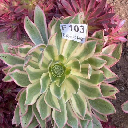 103青莲多肉植物