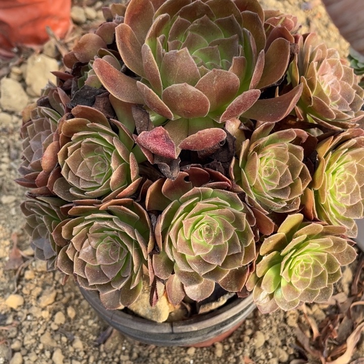 无花朵137多肉植物赤焰莲