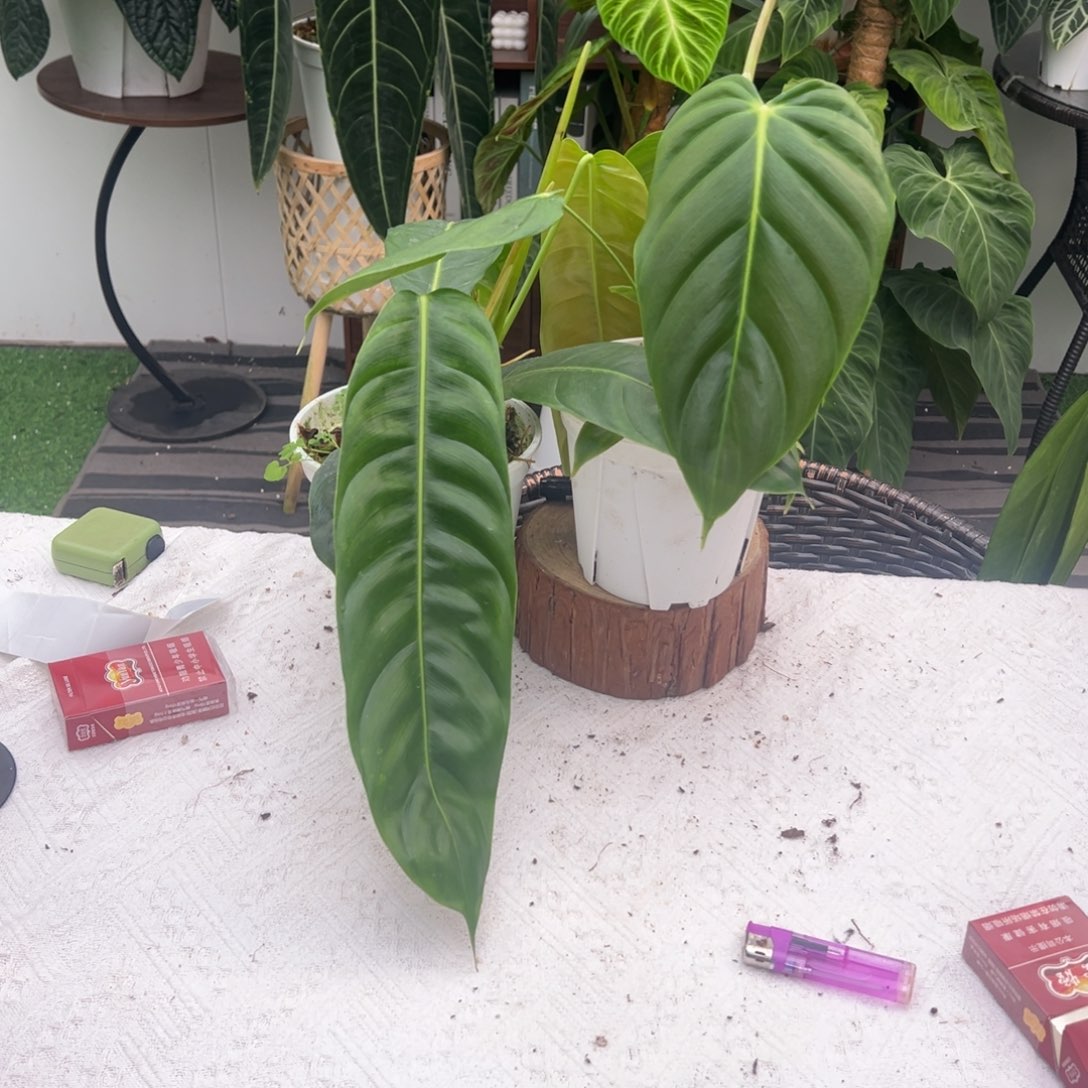 完全开放Pe叶长26+Pp叶长34