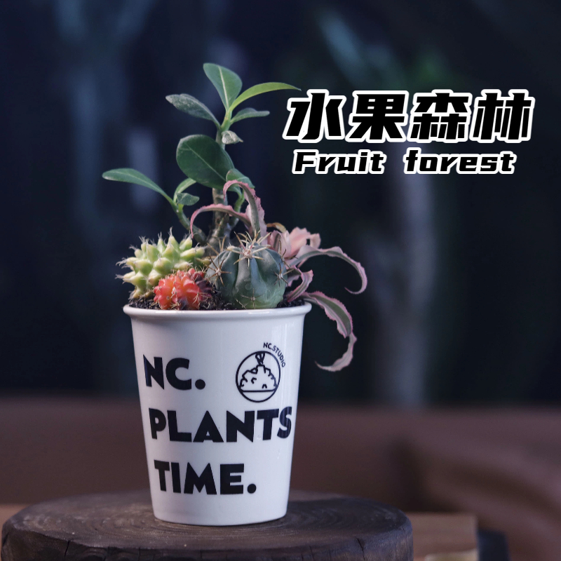 【NC.PLANTS 水果森林】 5种沙生植物 | 桌面盆栽 | 成品