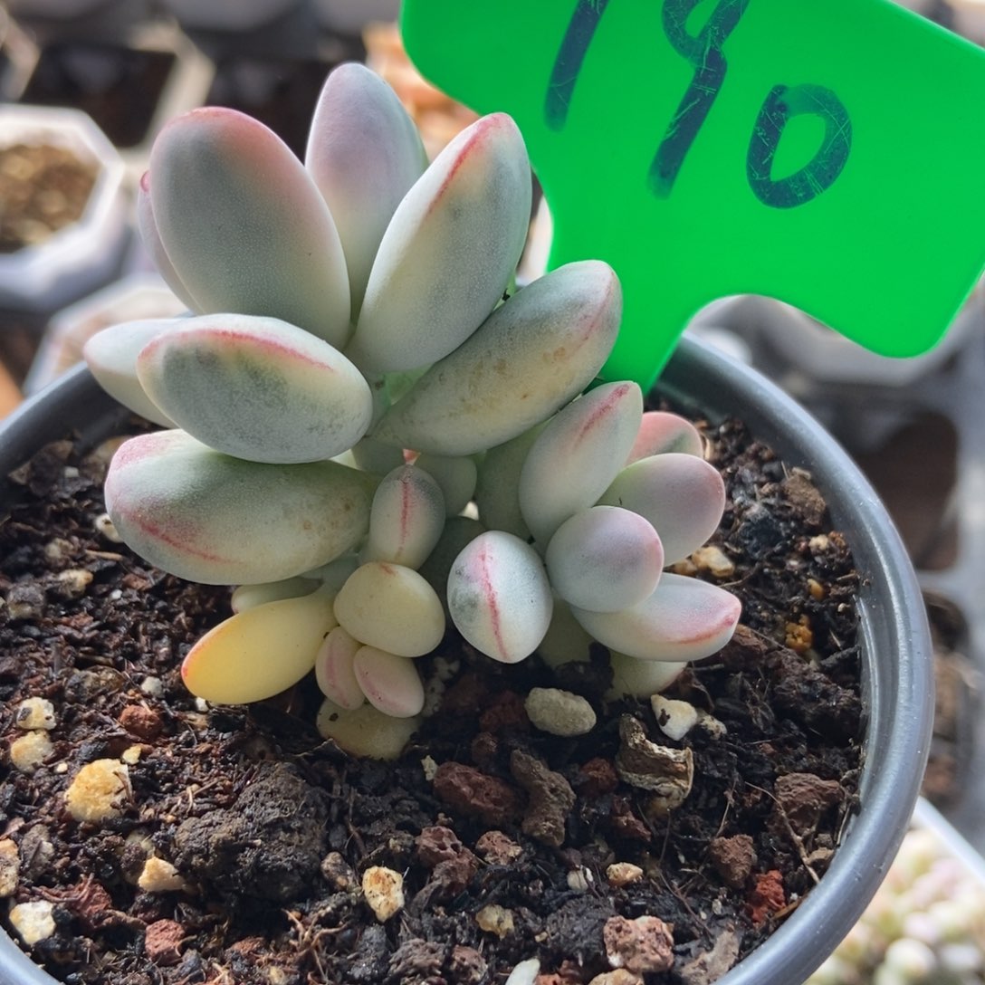 790福娘锦多肉植物保护