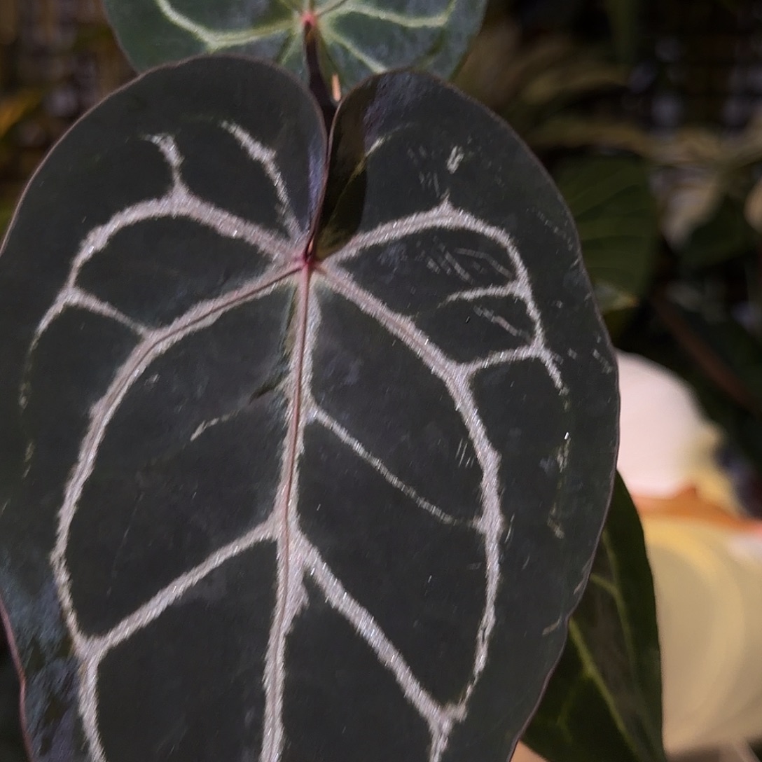 完全开放G128 紫水晶杂黑水晶