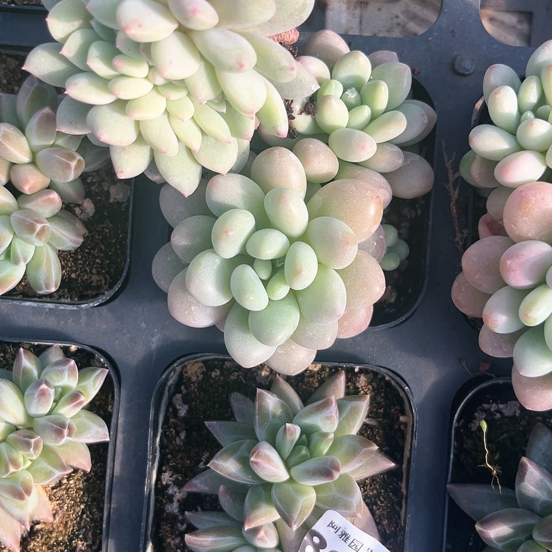 阿雅园艺。          824