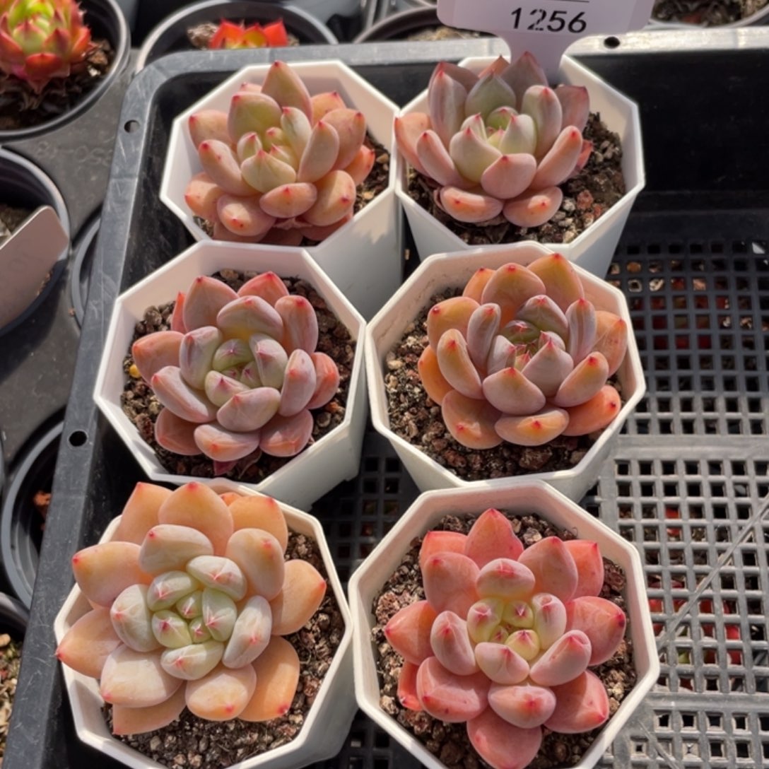 不包整散 盆子不售后1256