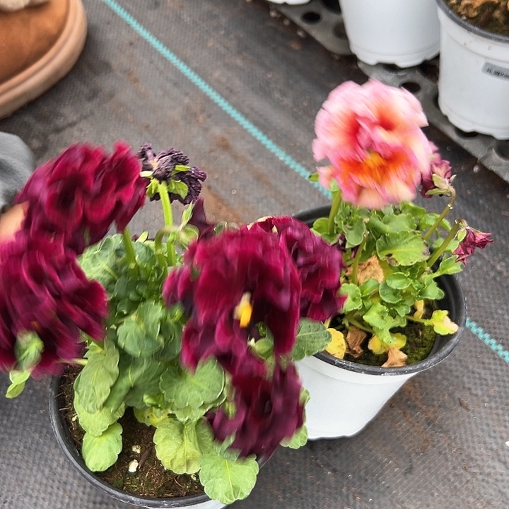 红陶抖音直播闪拍178