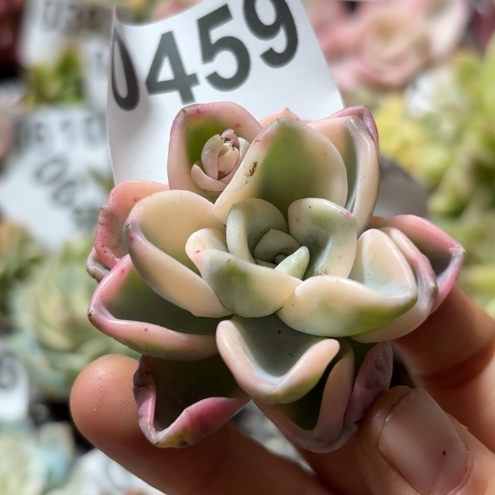 美尻锦多肉植物啊