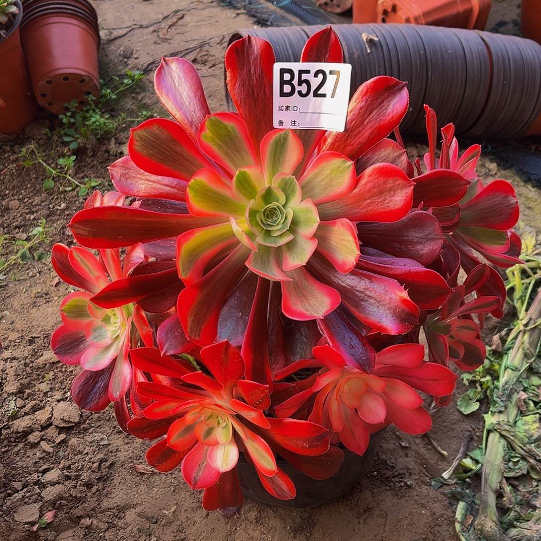 鱼*圈美杜莎一物一拍527