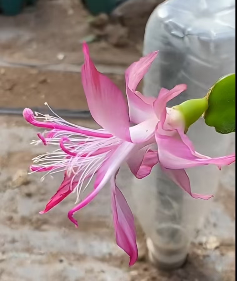 孔雀屏蟹爪兰嫁接进口品种喷丝花型