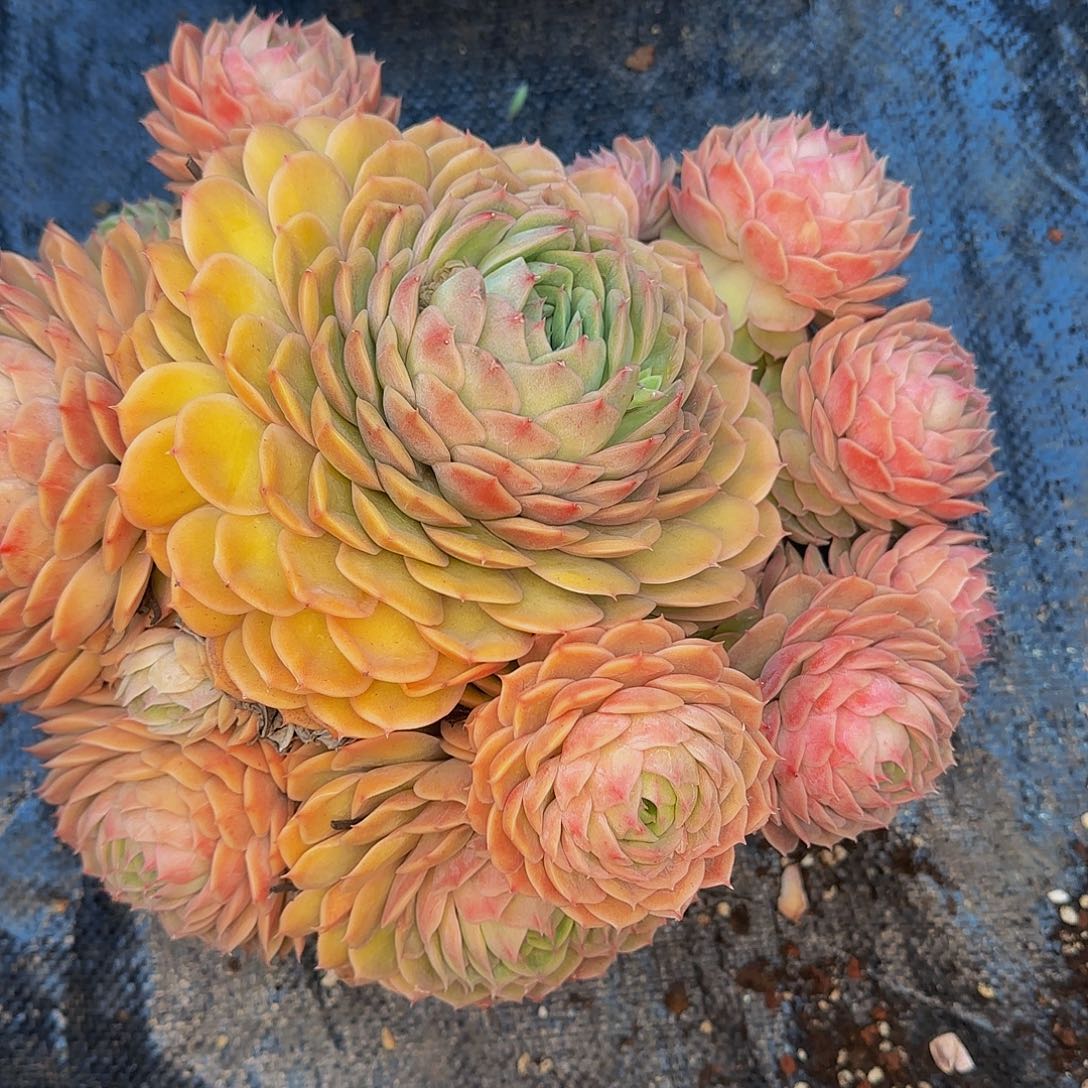 我**我他哈怕他爸爸吧