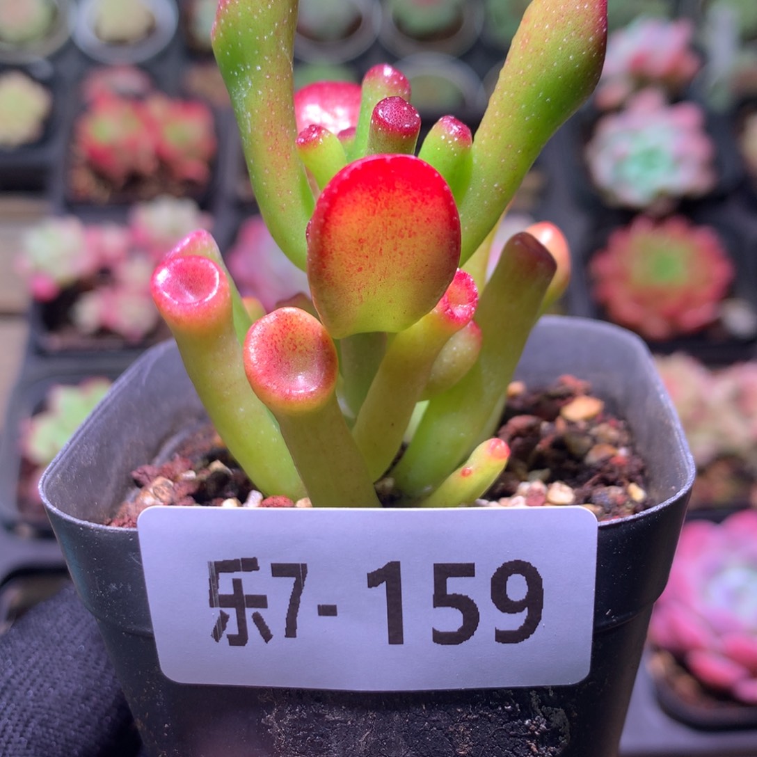 乐然 7-159 吸财树 