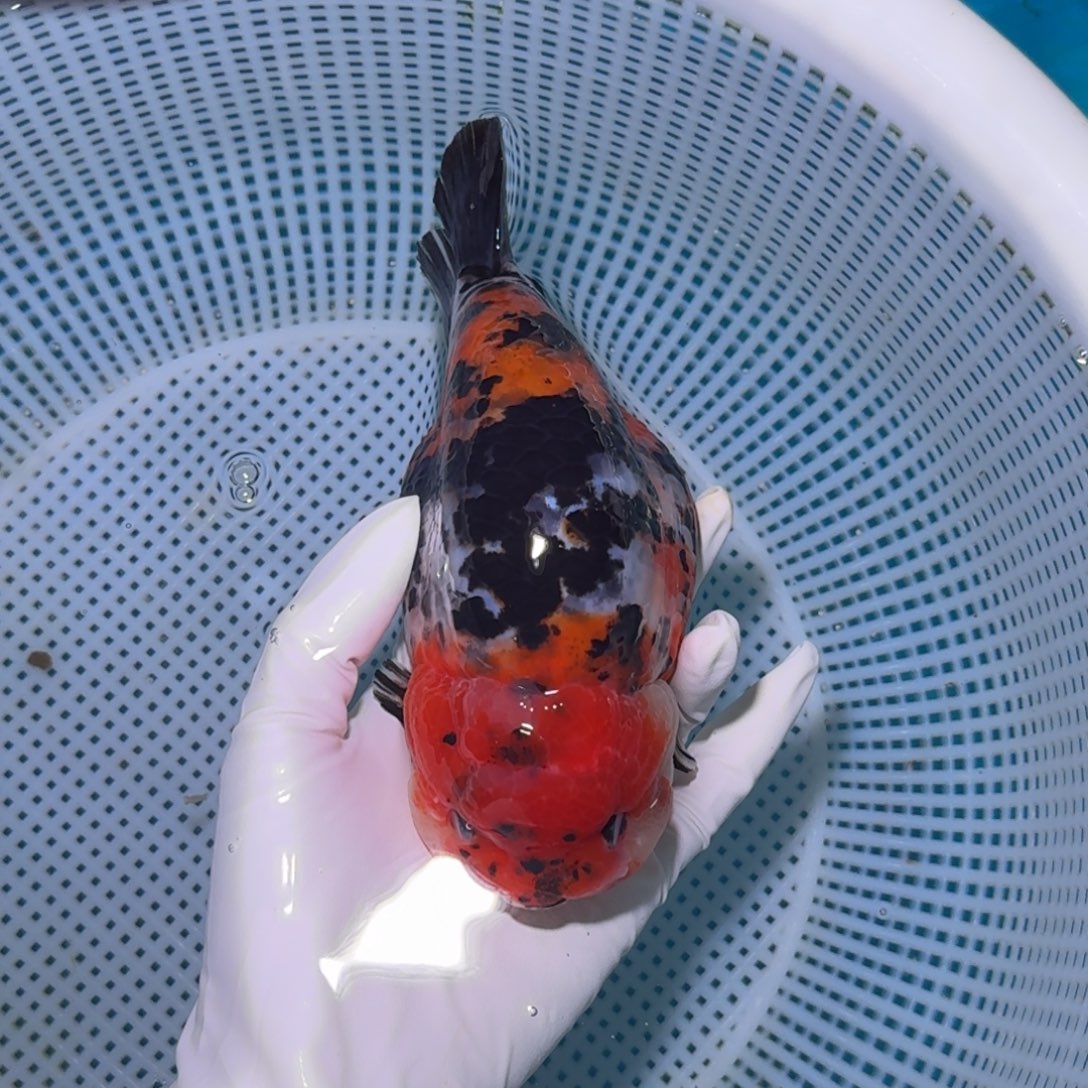 金鱼类不分公母16