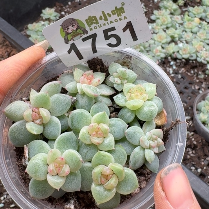 多肉植物多肉植物