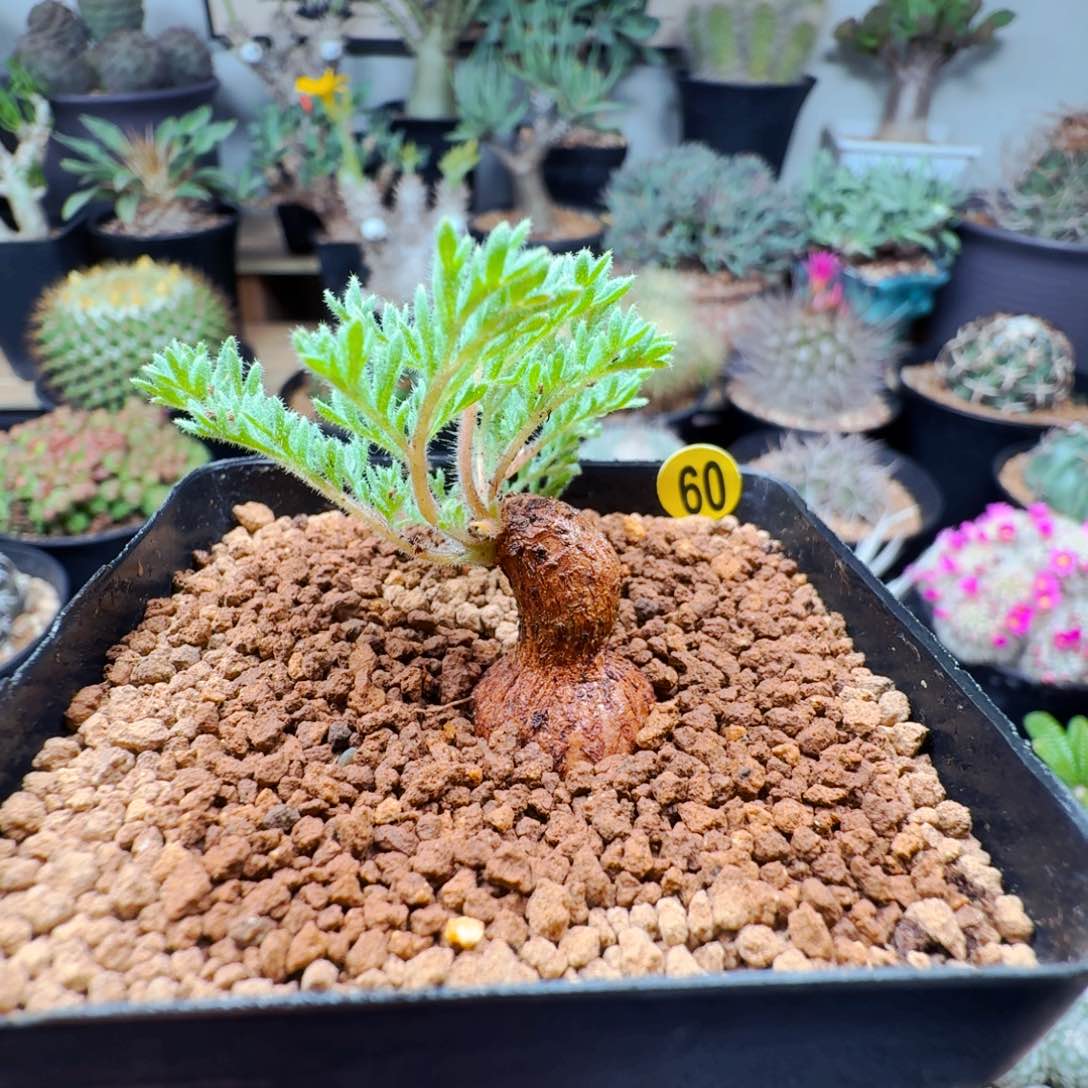 60枯木洋葵带盆发货