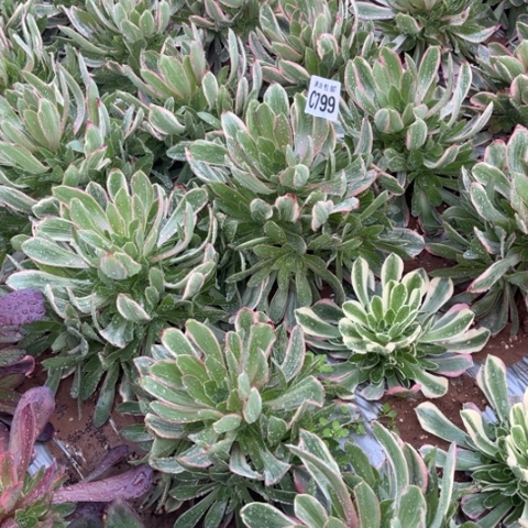 799焕莎不包断枝