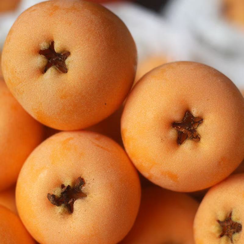 云南高原露天高山枇杷新鲜采摘皮薄肉厚酸甜水果