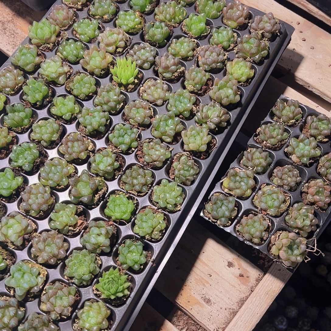 105孔玉露15颗带穴盘量拍