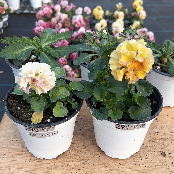 水晶抖音直播闪拍290-291