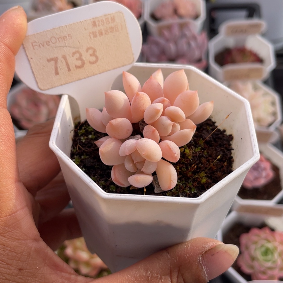 蜜桃格林7133-4.5厘米