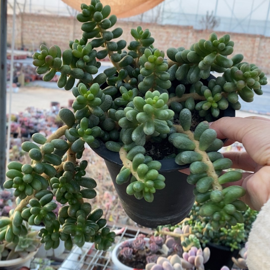 绿龟卵整桩无砍老桩