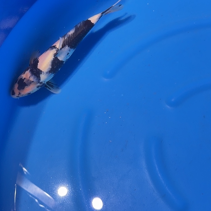 海水鱼白鞋专拍链接