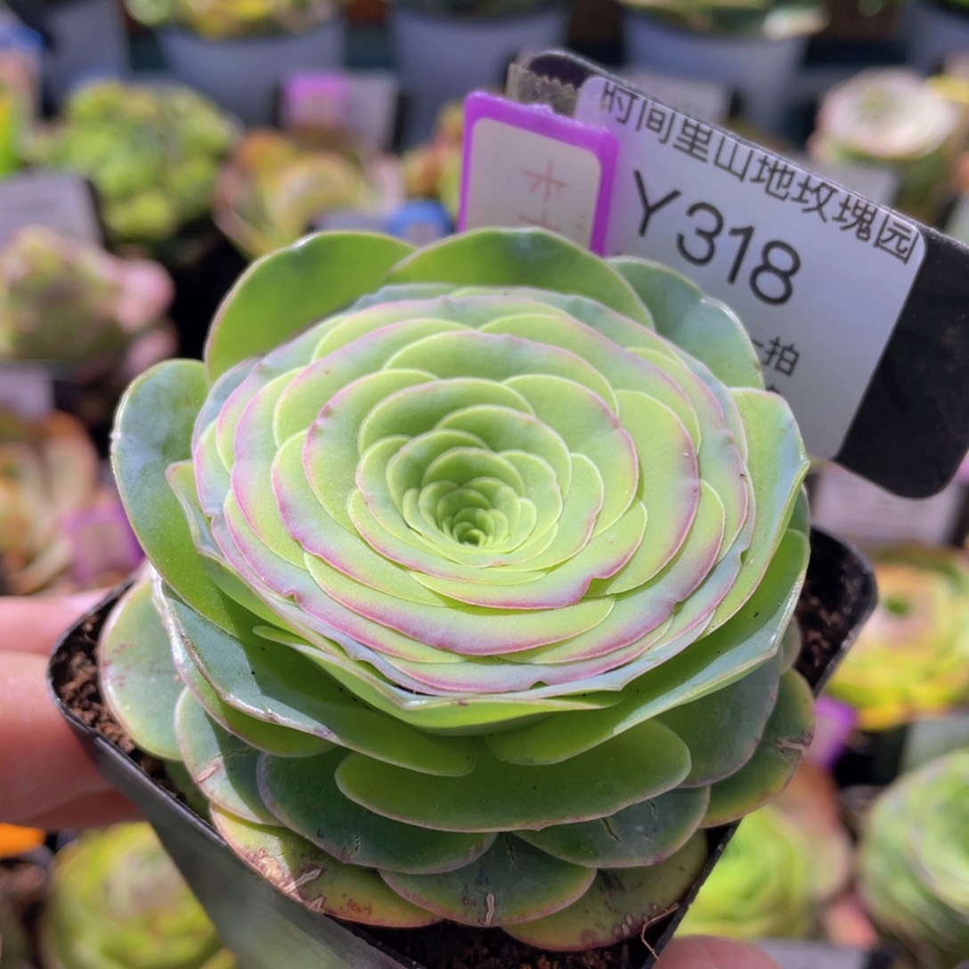 卡卡班克福利318一物一拍