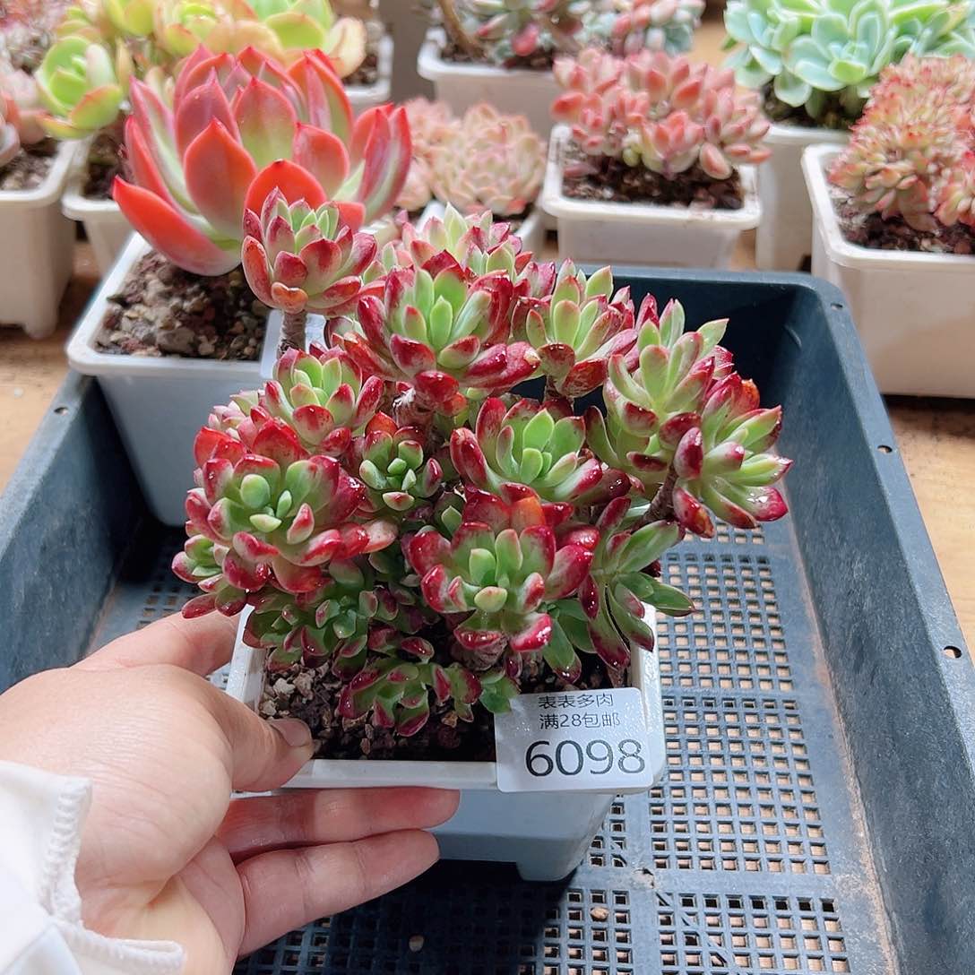 多肉一物一拍6098