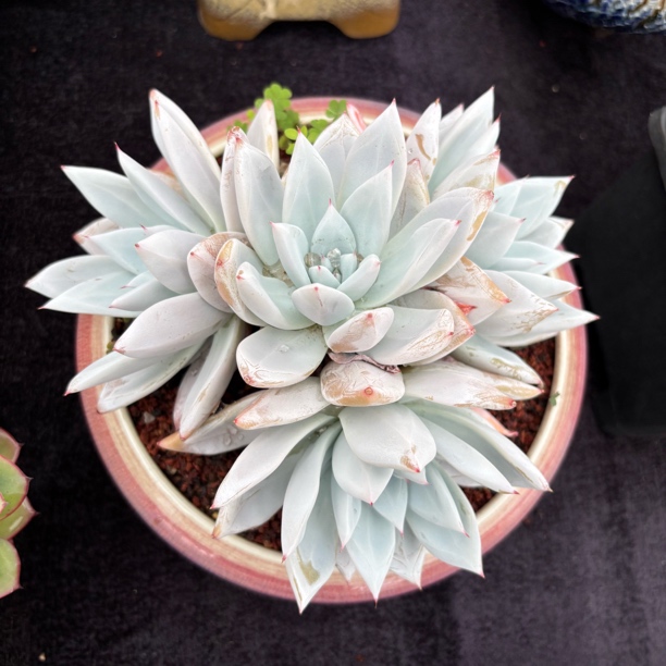 多肉一物一拍粉巨人老桩叶展21cm