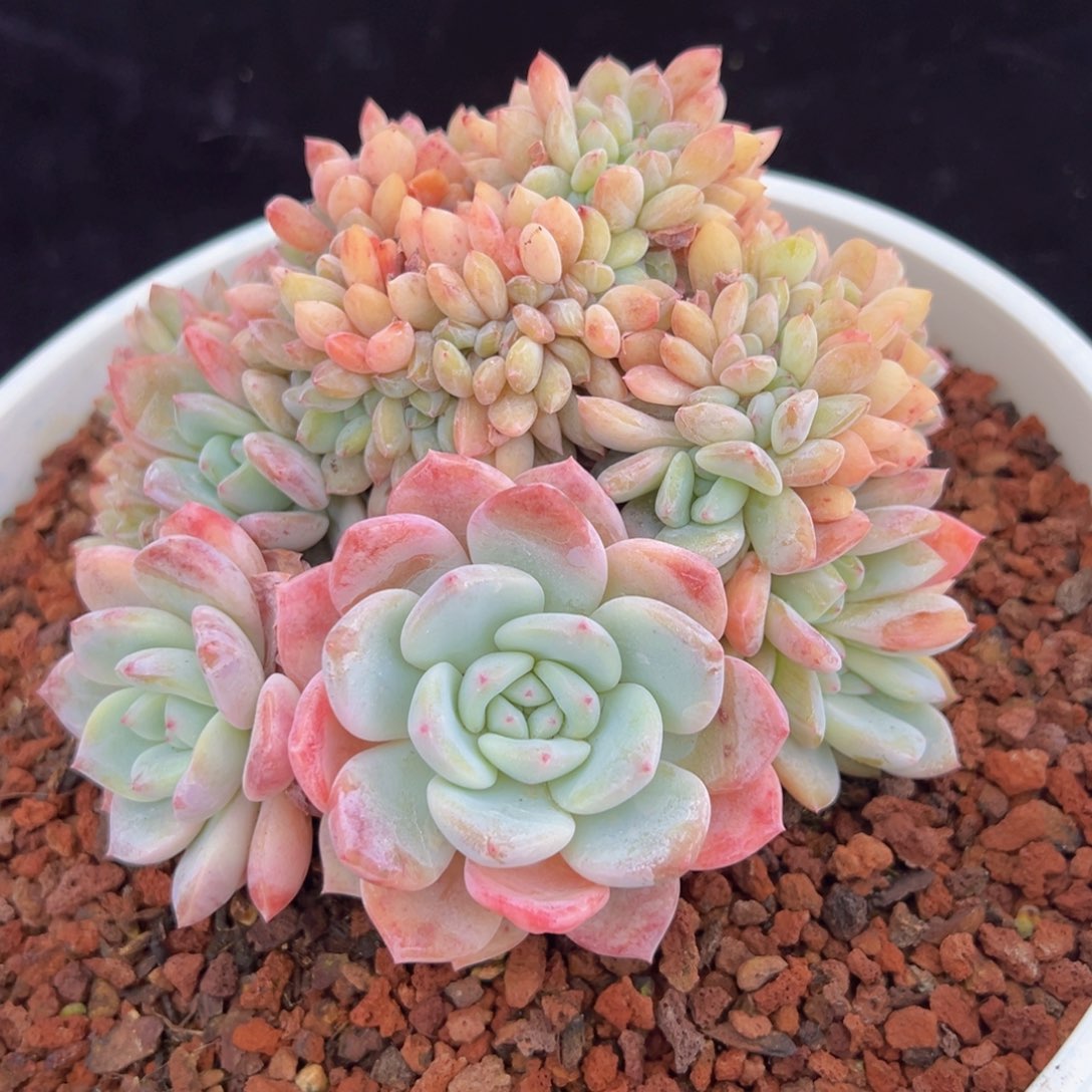 ?****?新年快乐 新年快乐 新年快乐