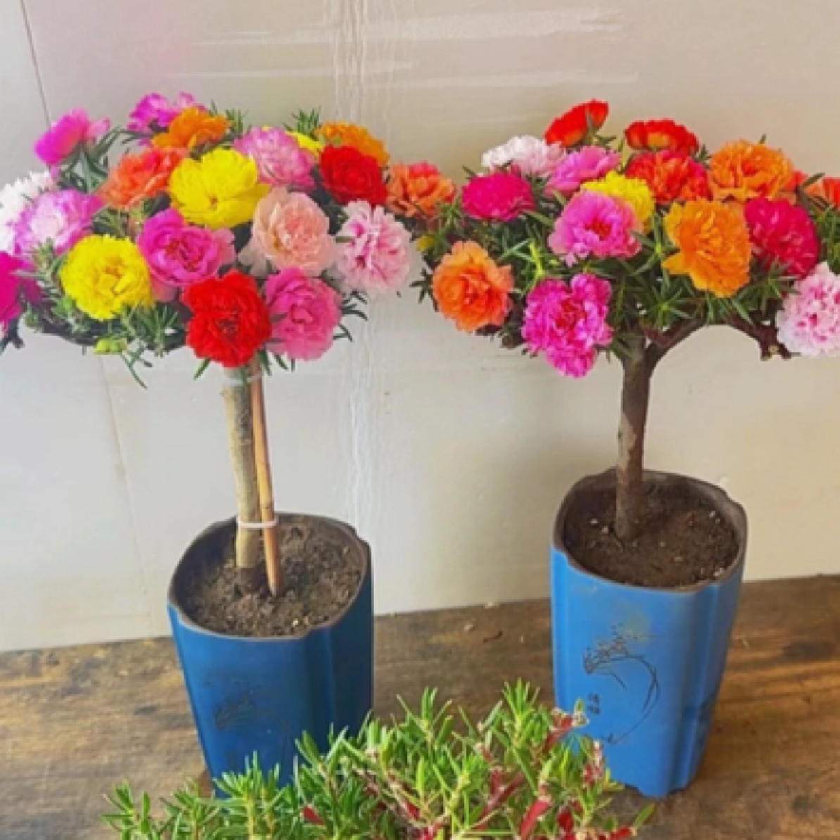 老桩多年生耐热花卉适合阳台庭院四季开花