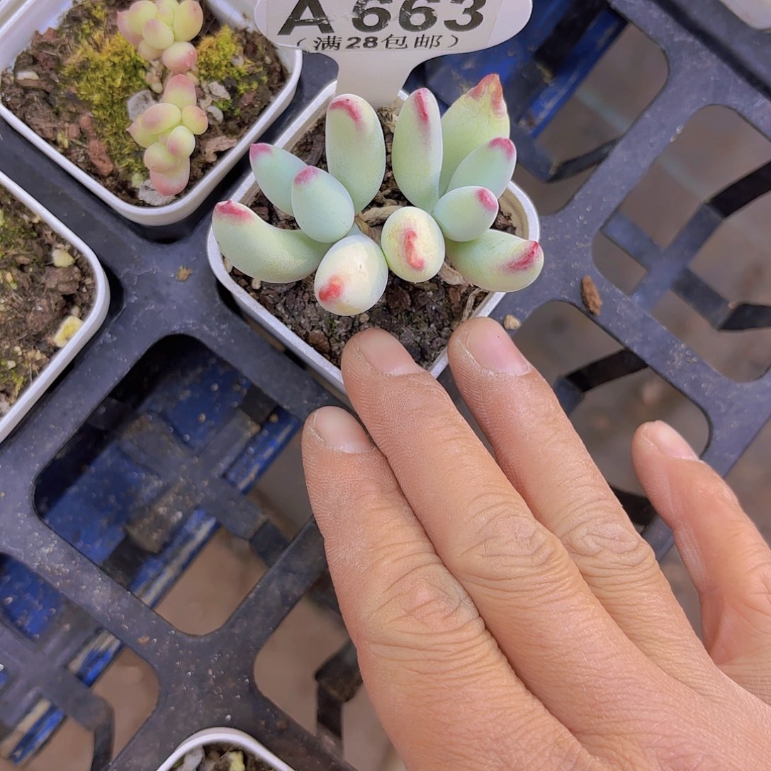 A663白娘子一物一拍