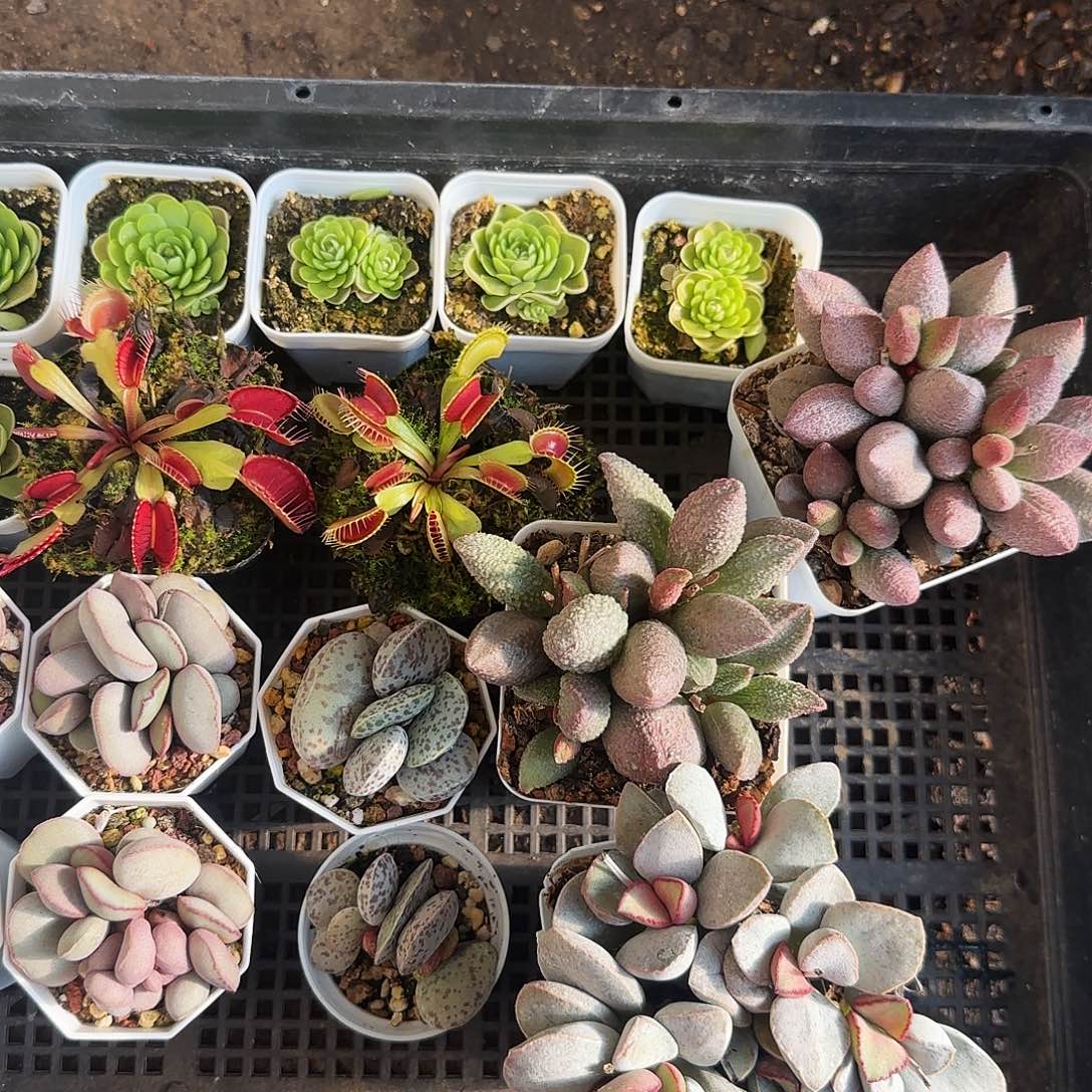 阿俊OK水泡多肉植物